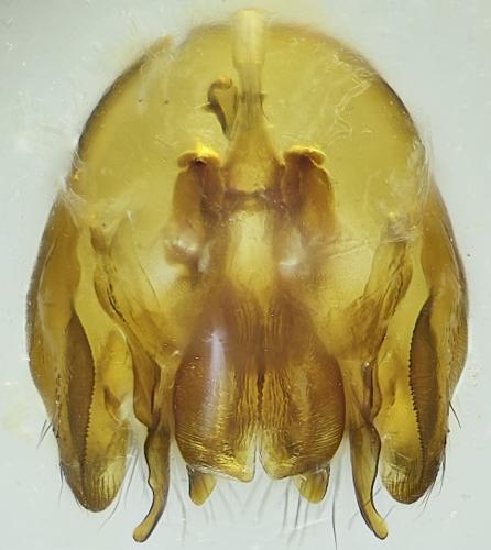 Prosopomyia pallida
